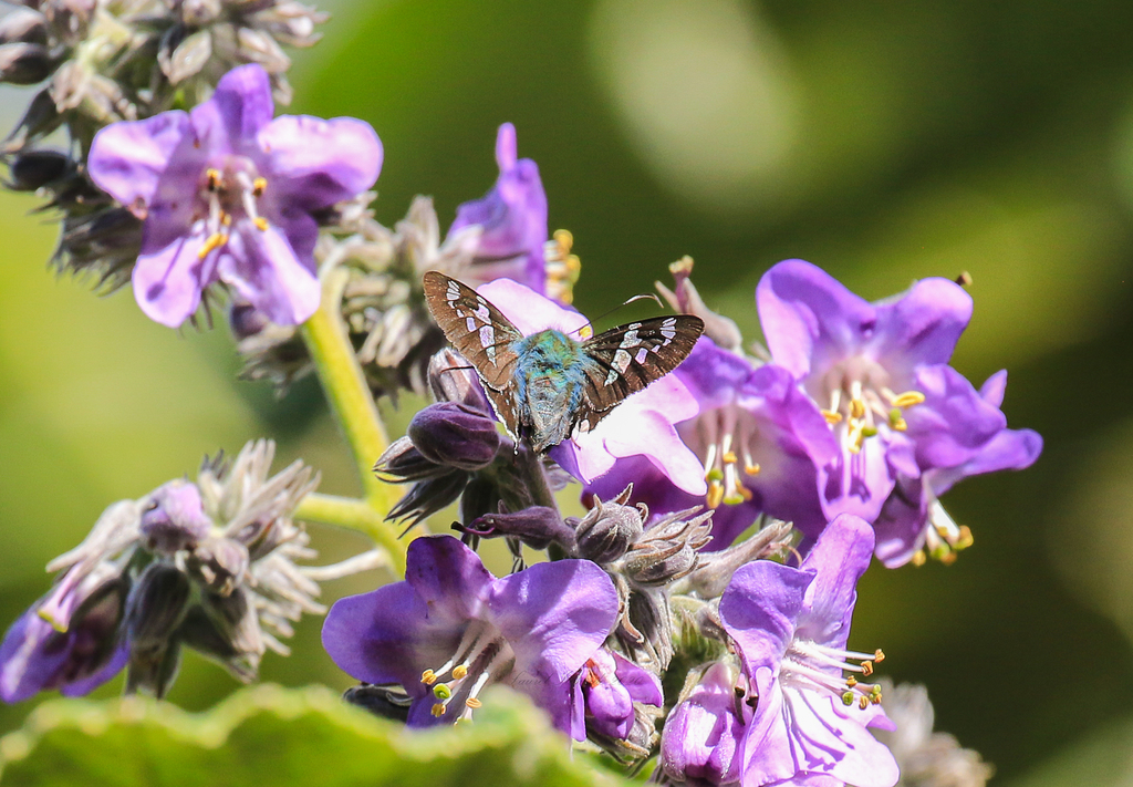 Many-spotted Ridens