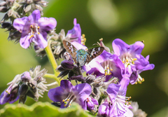 Ridens crison crison