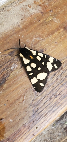 Cream-spot Tiger