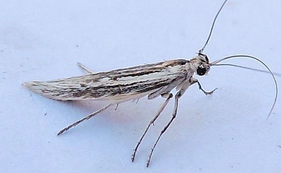 Neoscythris fissirostris
