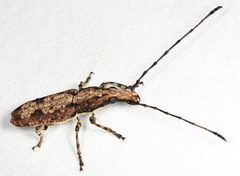 Ptychoderes rugicollis