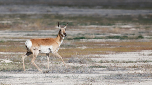 Pronghorn photographed in Utah