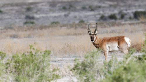 Pronghorn photographed in Utah