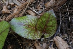 Cardiocrinum cordatum
