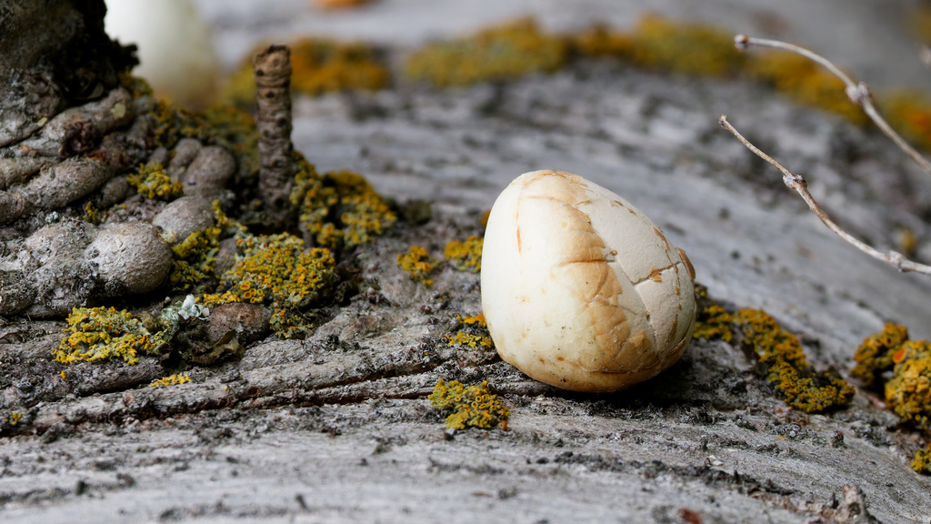 Veiled Polypore · May 2026 · photo: Photo: (c) Daughter Dad, some rights reserved (CC BY) · iNaturalist