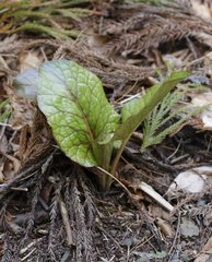 Cardiocrinum cordatum