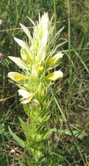 Melampyrum argyrocomum