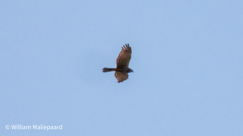 iNaturalist image