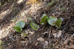 Cardiocrinum cordatum
