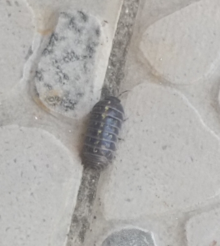Common Pill Woodlouse