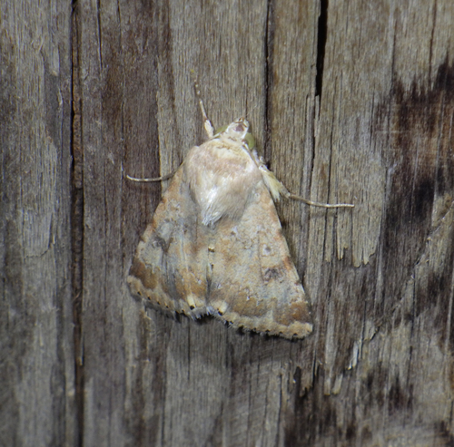 Eastern Bordered Straw