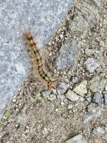 Spongy Moth