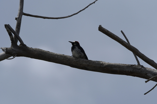 Acorn Woodpecker