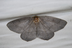 Lambdina pellucidaria