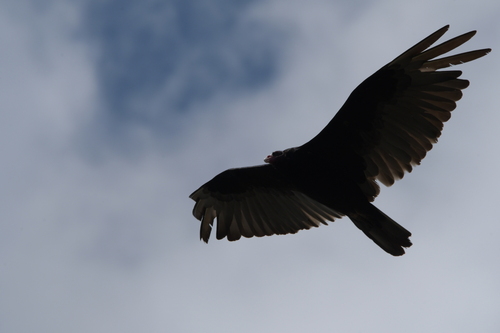 Vulture