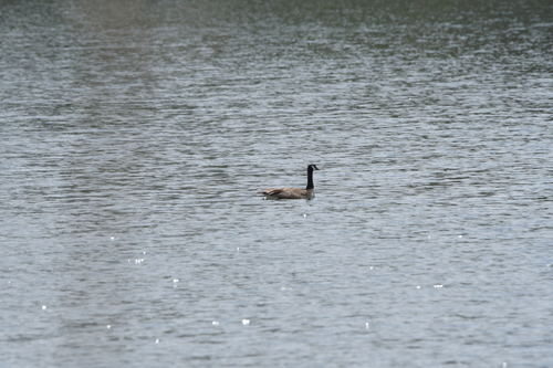 Canada Goose