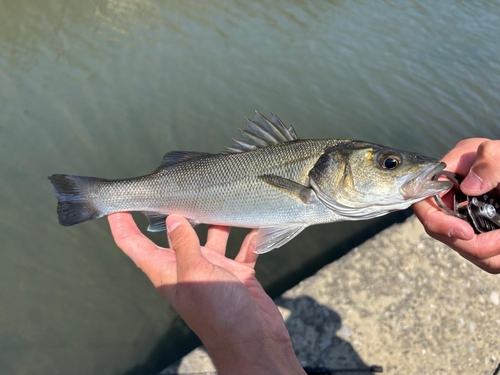 European Seabass