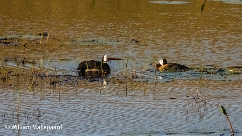 iNaturalist: (c) William Maliepaard, some rights reserved (CC BY-NC), uploaded by William Maliepaard iNaturalist image
