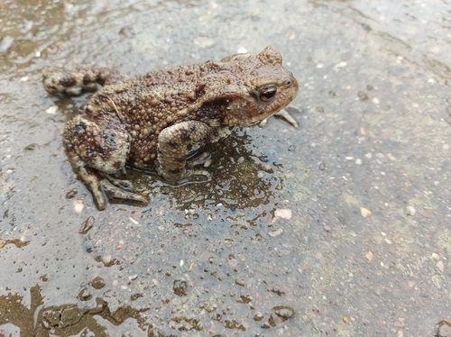 European Toad