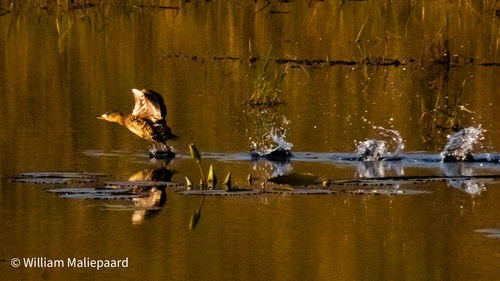 iNaturalist image