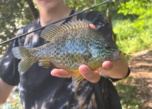 Pumpkinseed
