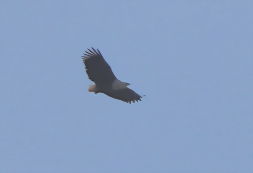iNaturalist image