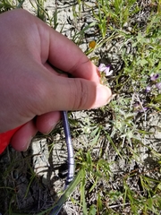 Astragalus rattanii jepsonianus