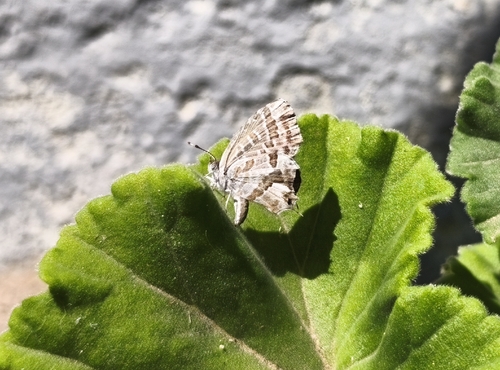 Common Geranium-bronze