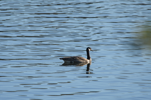 Canada Goose