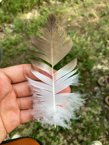 Plume de Circaète Jean-le-blanc