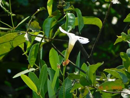Rhabdadenia biflora, photograph 5