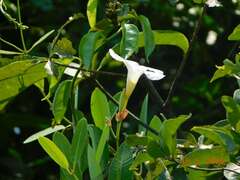 Rhabdadenia biflora, photograph (c) Alexis López Hernández, some rights reserved (CC BY)