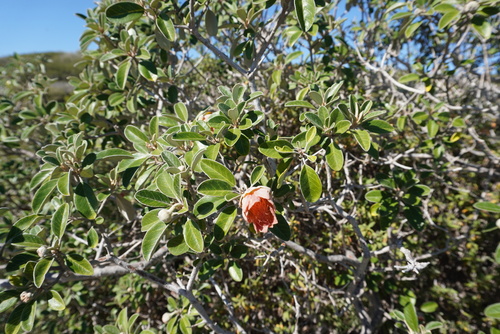 Diplolaena grandiflora