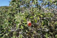 Diplolaena grandiflora