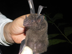 Phyllostomus hastatus