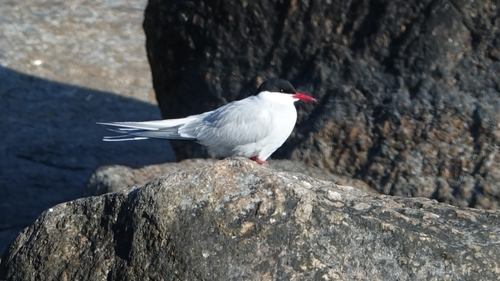 iNaturalist image