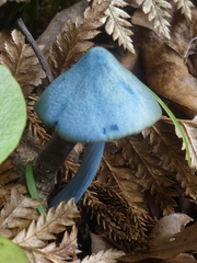 Entoloma hochstetteri