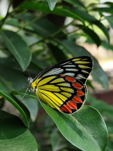 Common Jezebel