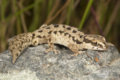 Pachydactylus maculatus