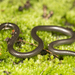 Black Thread Snake - Photo (c) Courtney Hundermark, some rights reserved (CC BY-NC), uploaded by Courtney Hundermark