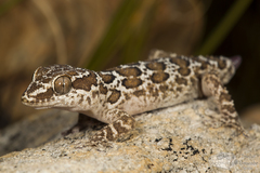 Pachydactylus oculatus