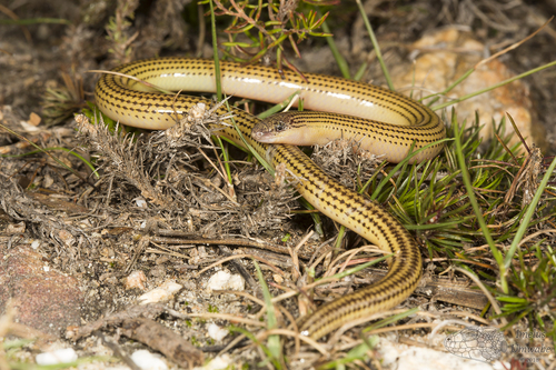 Acontias meleagris