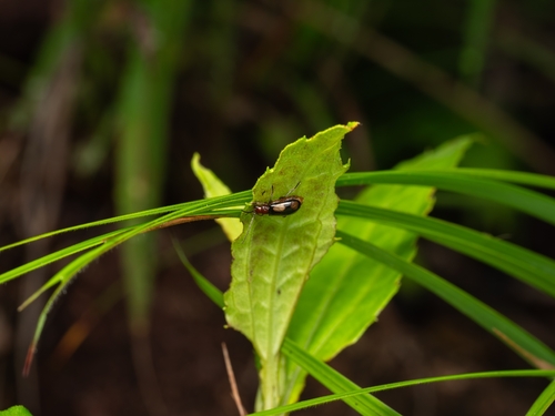 Euliroetis ornata
