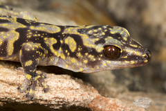 Afroedura hawequensis