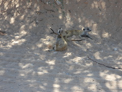 Suricata suricatta