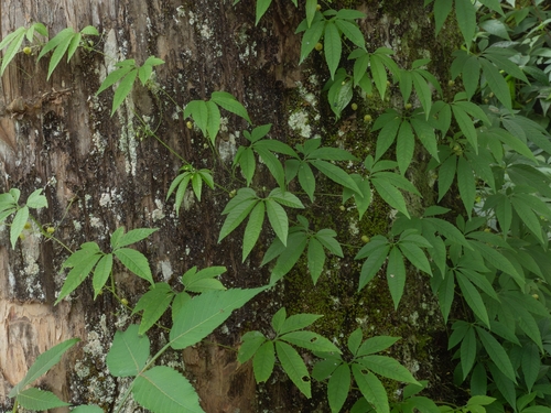 Hemsleya zhejiangensis