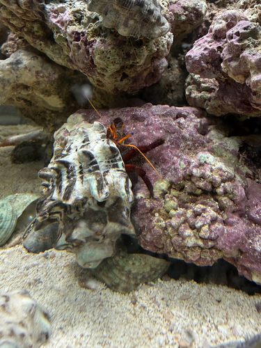 Clibanarius corallinus observed 2026-06-01