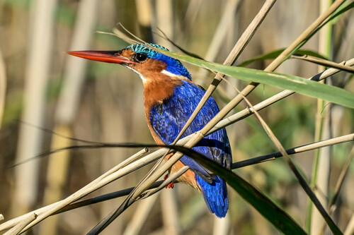 iNaturalist image