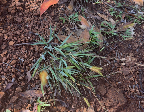 Setaria parviflora observed 2026-05-31