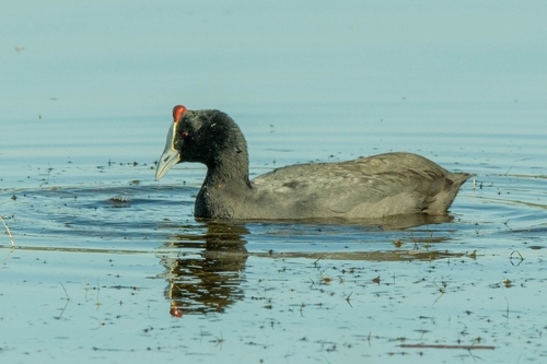 iNaturalist: (c) jean hirons, some rights reserved (CC BY-NC), uploaded by jean hirons iNaturalist image